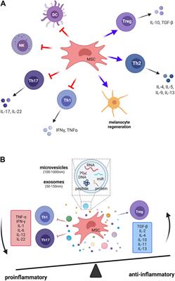 Vitiligo: An Autoimmune Skin Disease and its Immunomodulatory Therapeutic Intervention